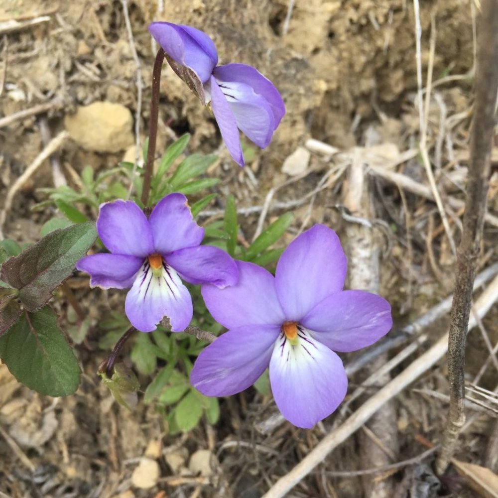 Meet your Posher, Dawn